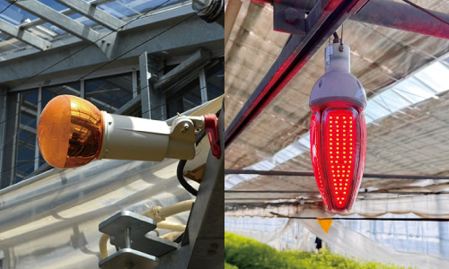 イエローランプ・アグリボール